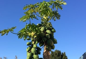 papaya
