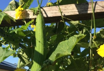 smooth loofa gourd